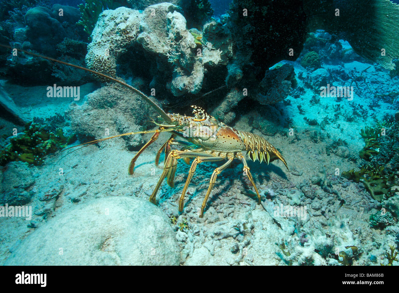 Caribbean Spiny Lobster Panulirus argus Caribbean Cuba Stock Photo
