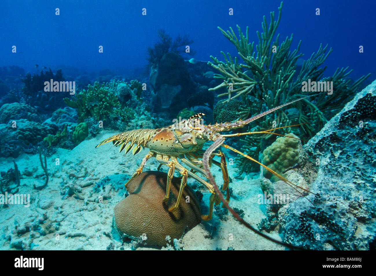 Caribbean Spiny Lobster Panulirus argus Caribbean Cuba Stock Photo