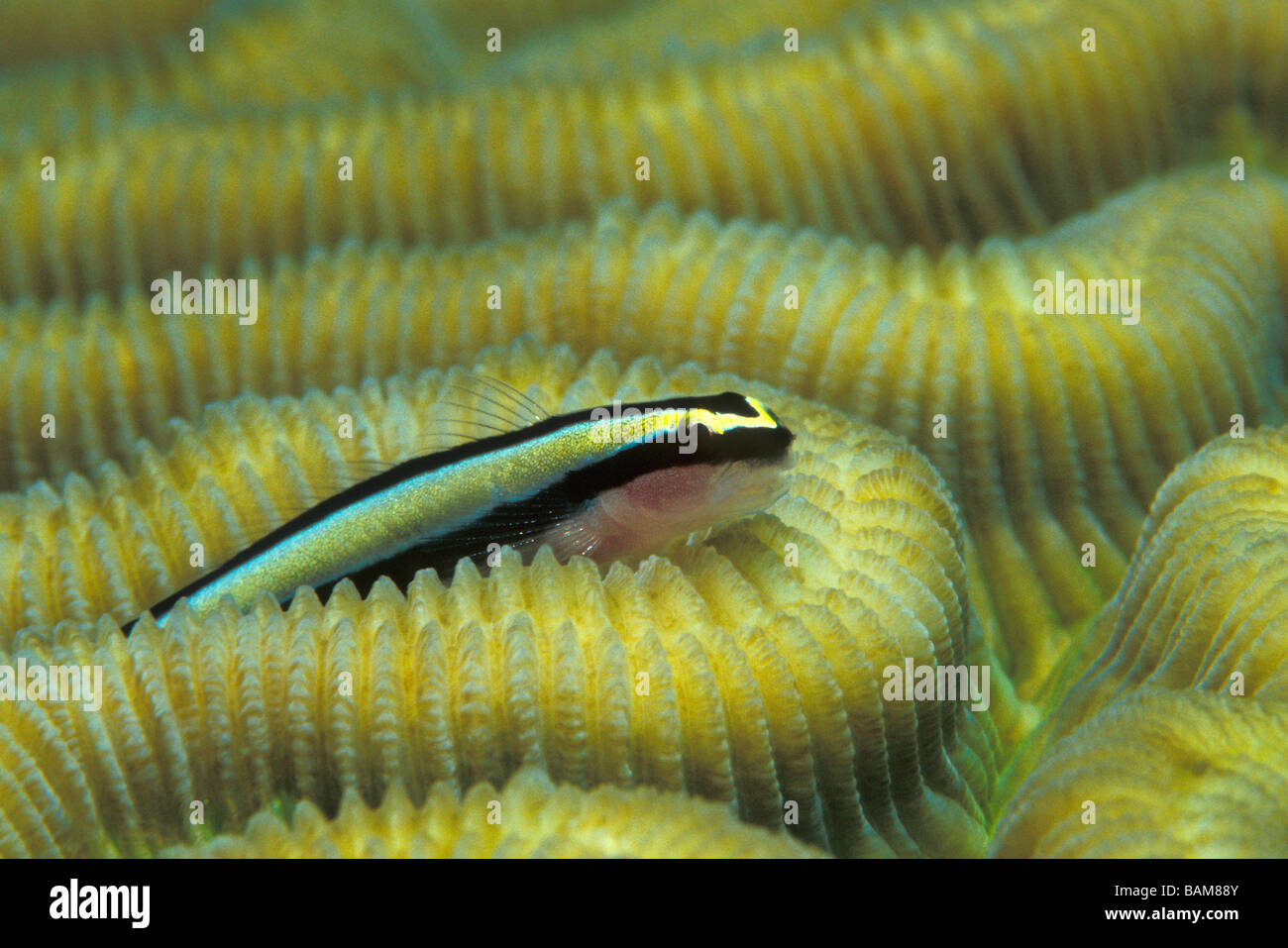 Cleaning Goby on Coral Gobiosoma genie Caribbean Cuba Stock Photo