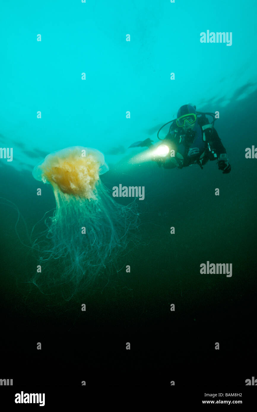 Diver and Lions Mane Jellyfish Cyanea capillata Alesund North Atlantic Norway Stock Photo