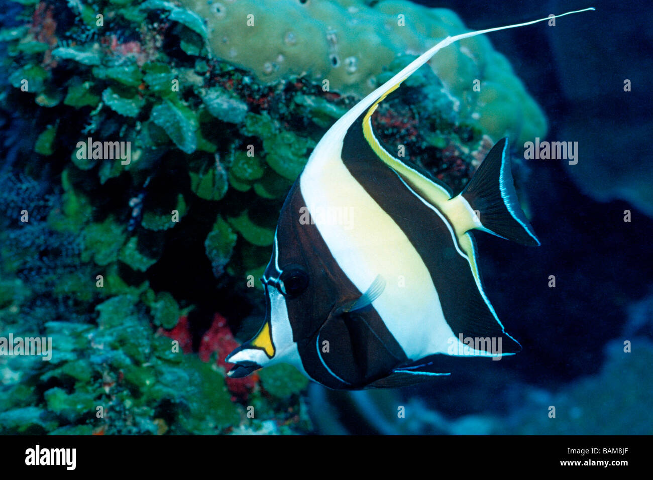 Moorish Idol Zanclus cornutus Pacific Micronesia Palau Stock Photo - Alamy