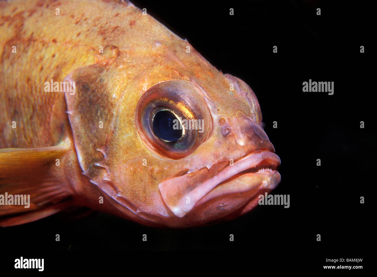 Small Redfish Norway Haddock Sebastes viviparus Alesund North Atlantic Norway Stock Photo