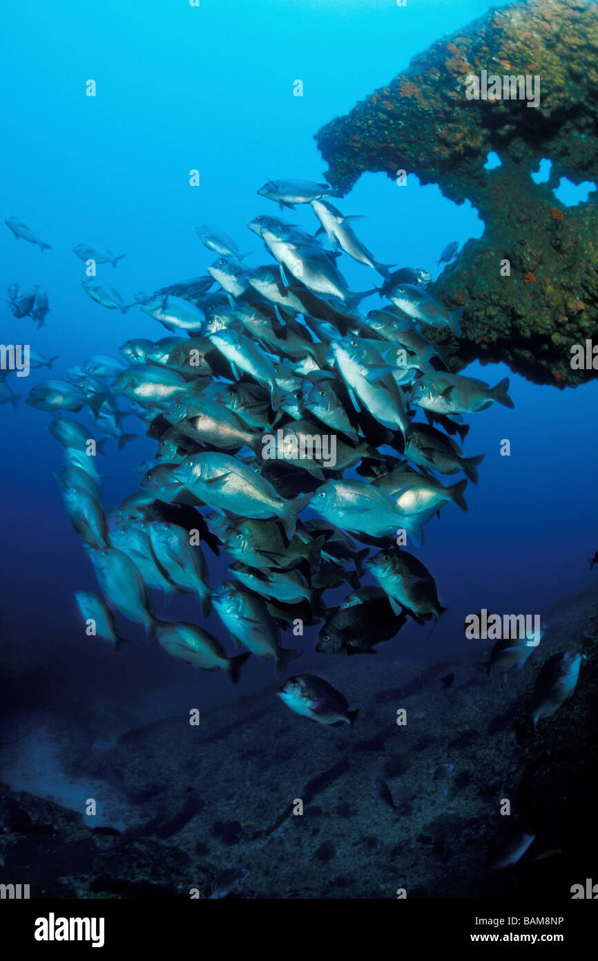 Schooling Chubs Aliwal Shoal South Africa Stock Photo
