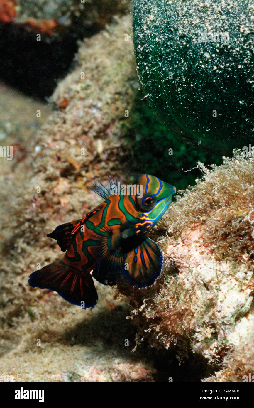 Mandarinfish Synchiropus splendidus Pacific Micronesia Palau Stock Photo