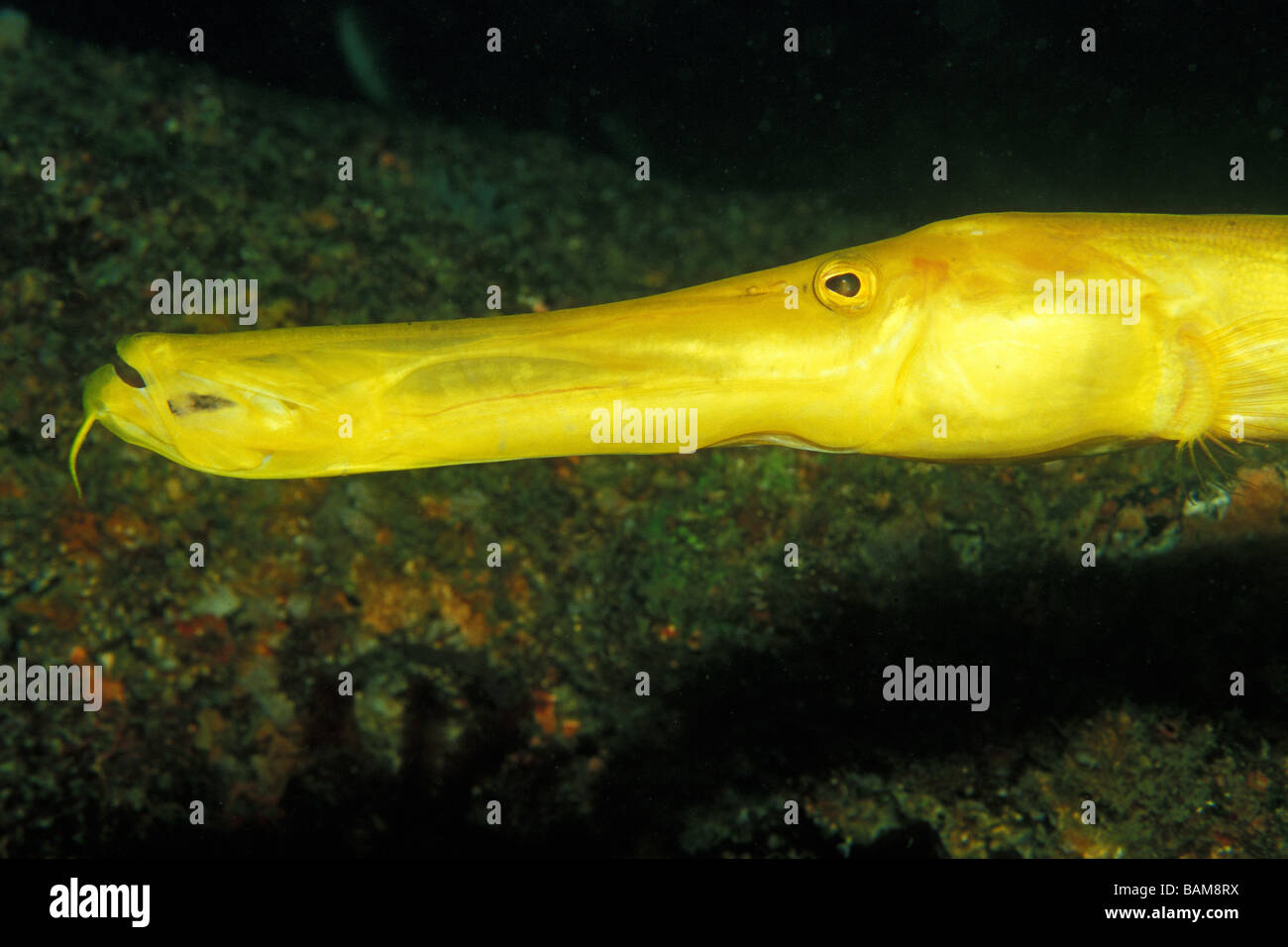 Trumpetfish Aulostomus Aliwal Shoal South Africa Stock Photo