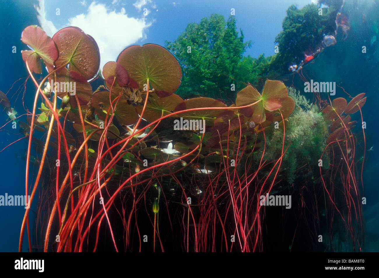 Pond of Waterlily Nymphaea Aliwal Shoal South Africa Stock Photo