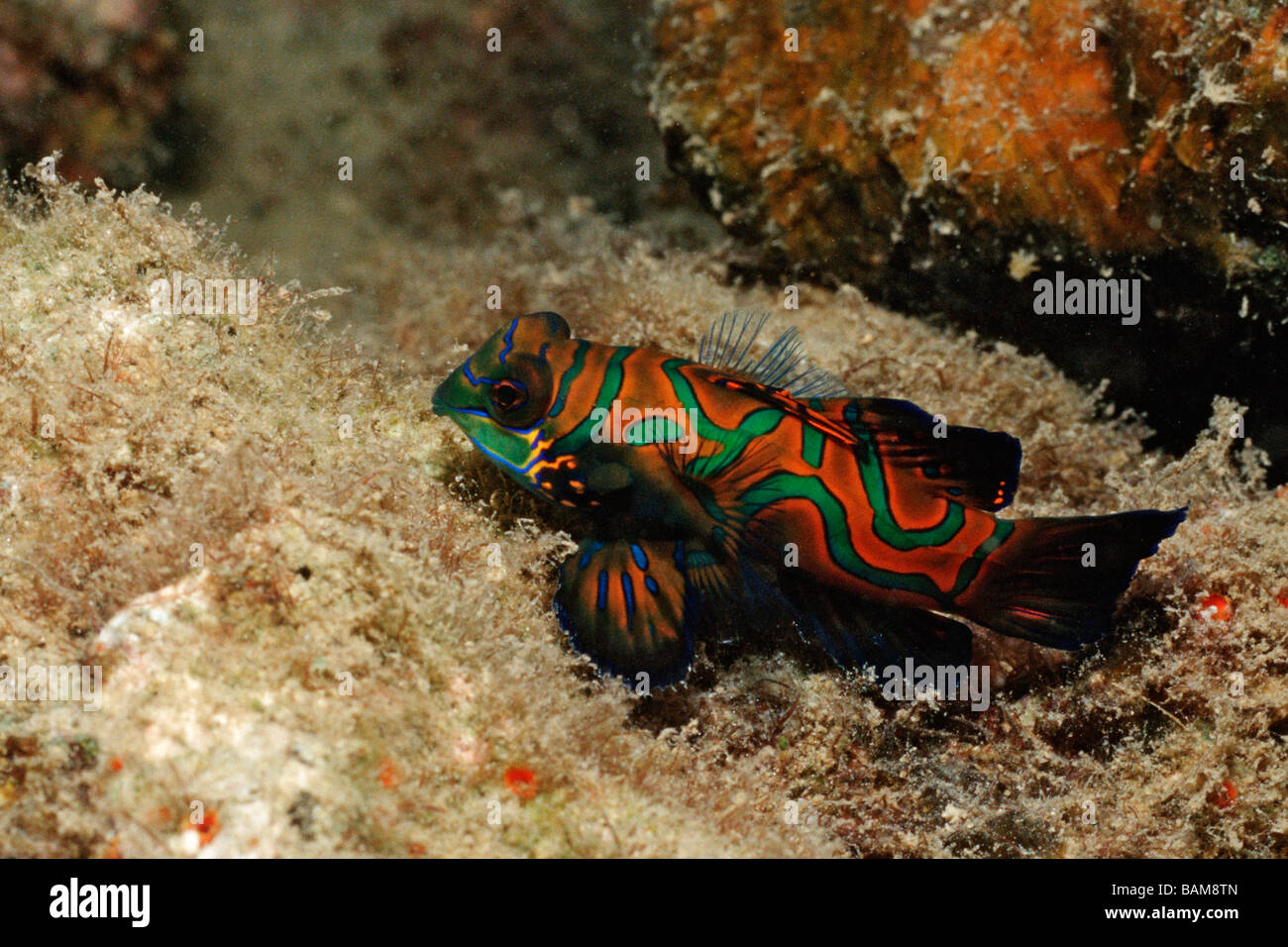 Mandarinfish Synchiropus splendidus Pacific Micronesia Palau Stock Photo