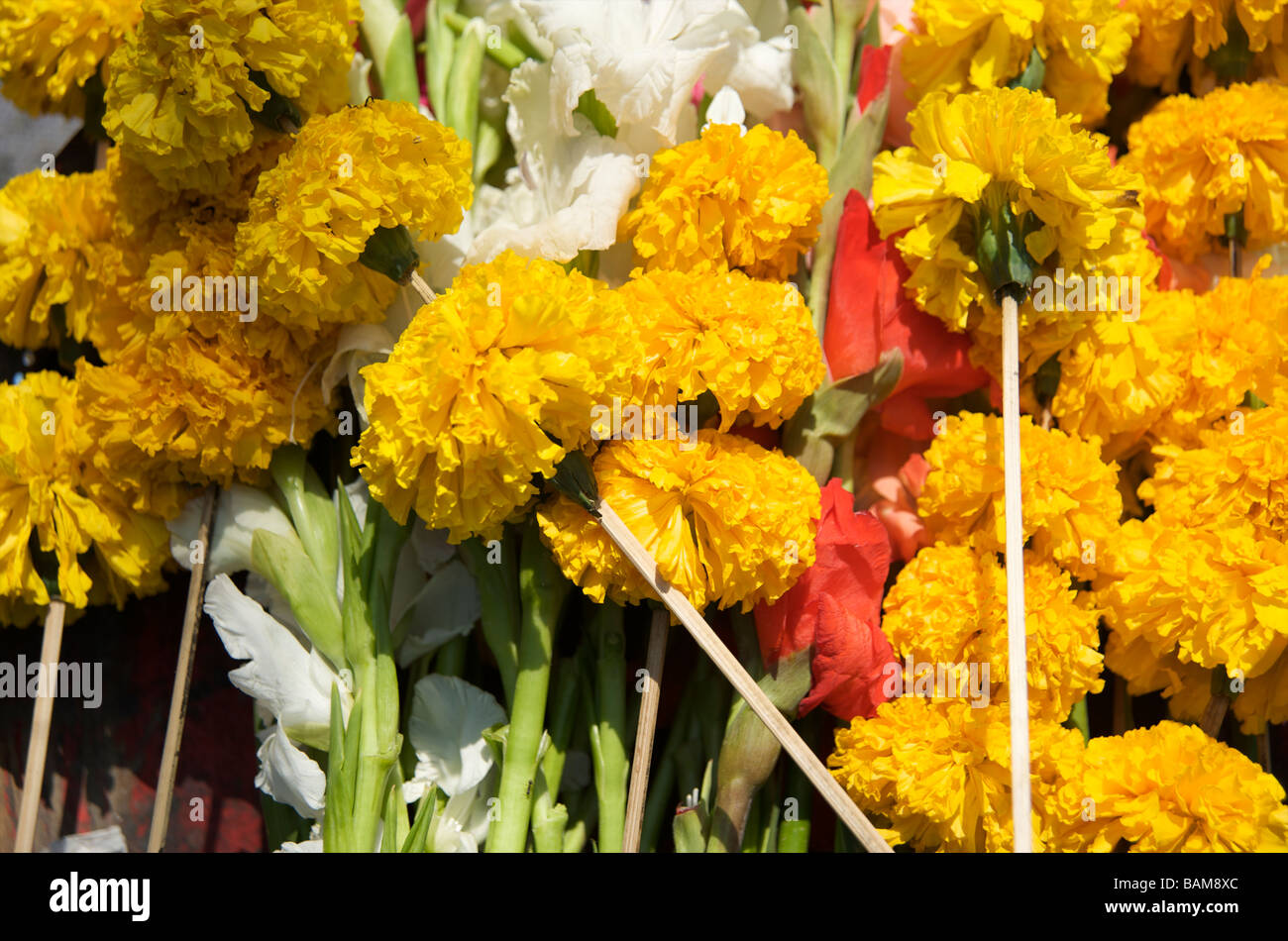 Marigold flower offering of respect to a Buddha statue in Chiang Mai Thailand Stock Photo