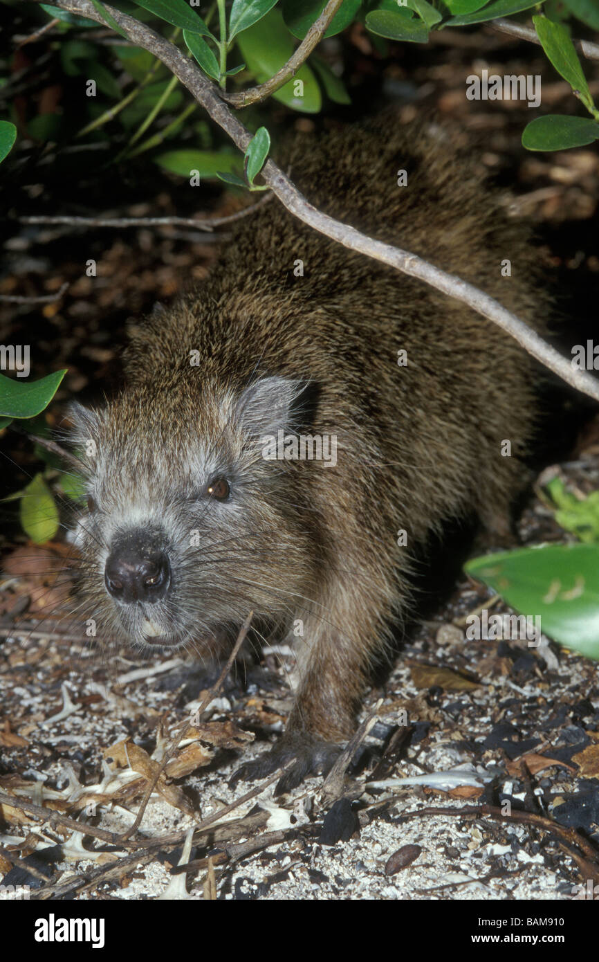 Cuban Hutia Capromys pilorides Jardines de la Reina Cuba Stock Photo ...