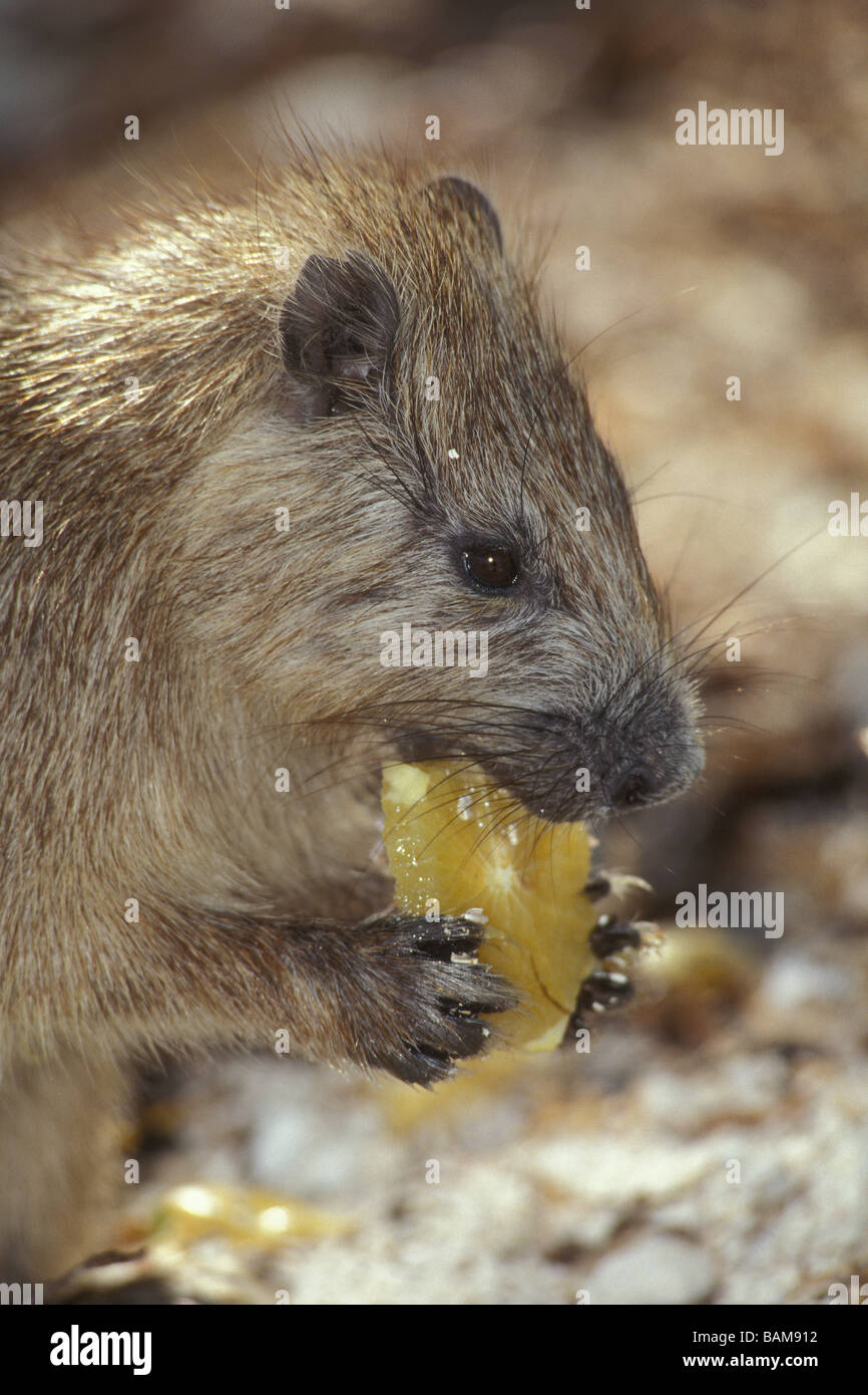 Cuban Hutia Capromys pilorides Jardines de la Reina Cuba Stock Photo ...