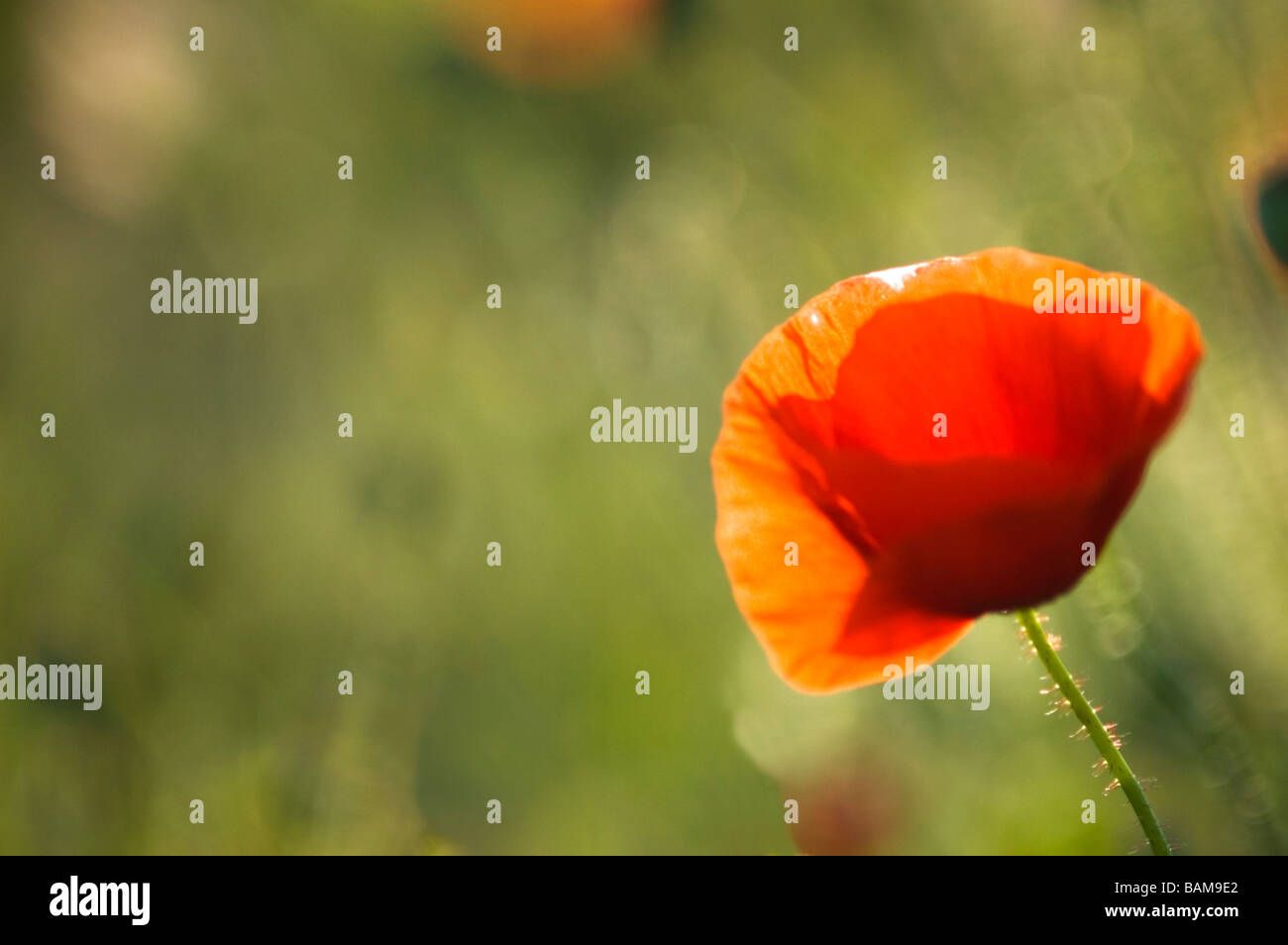 Close-up of back-lit poppy (Papaver rhoeas). Stock Photo