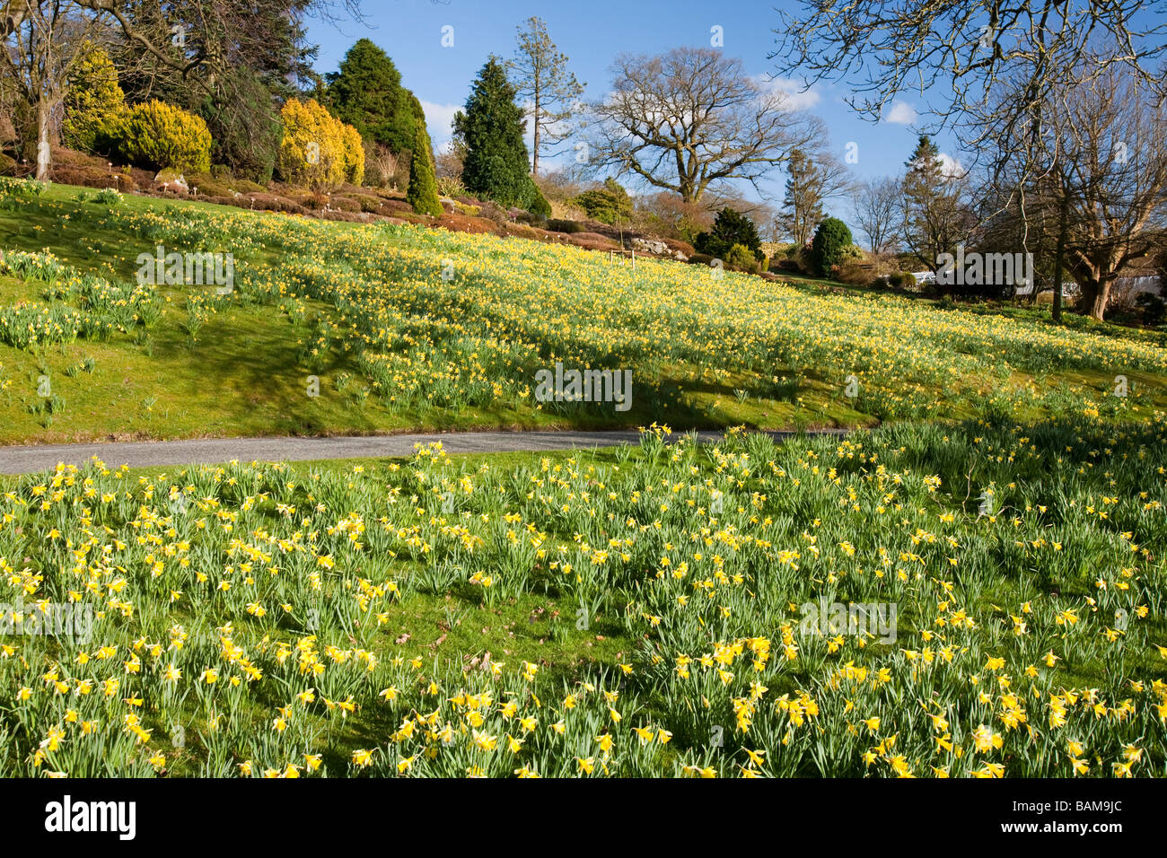 Wild Daffodils in Holehird Gardens near Windermere in the Lake District
