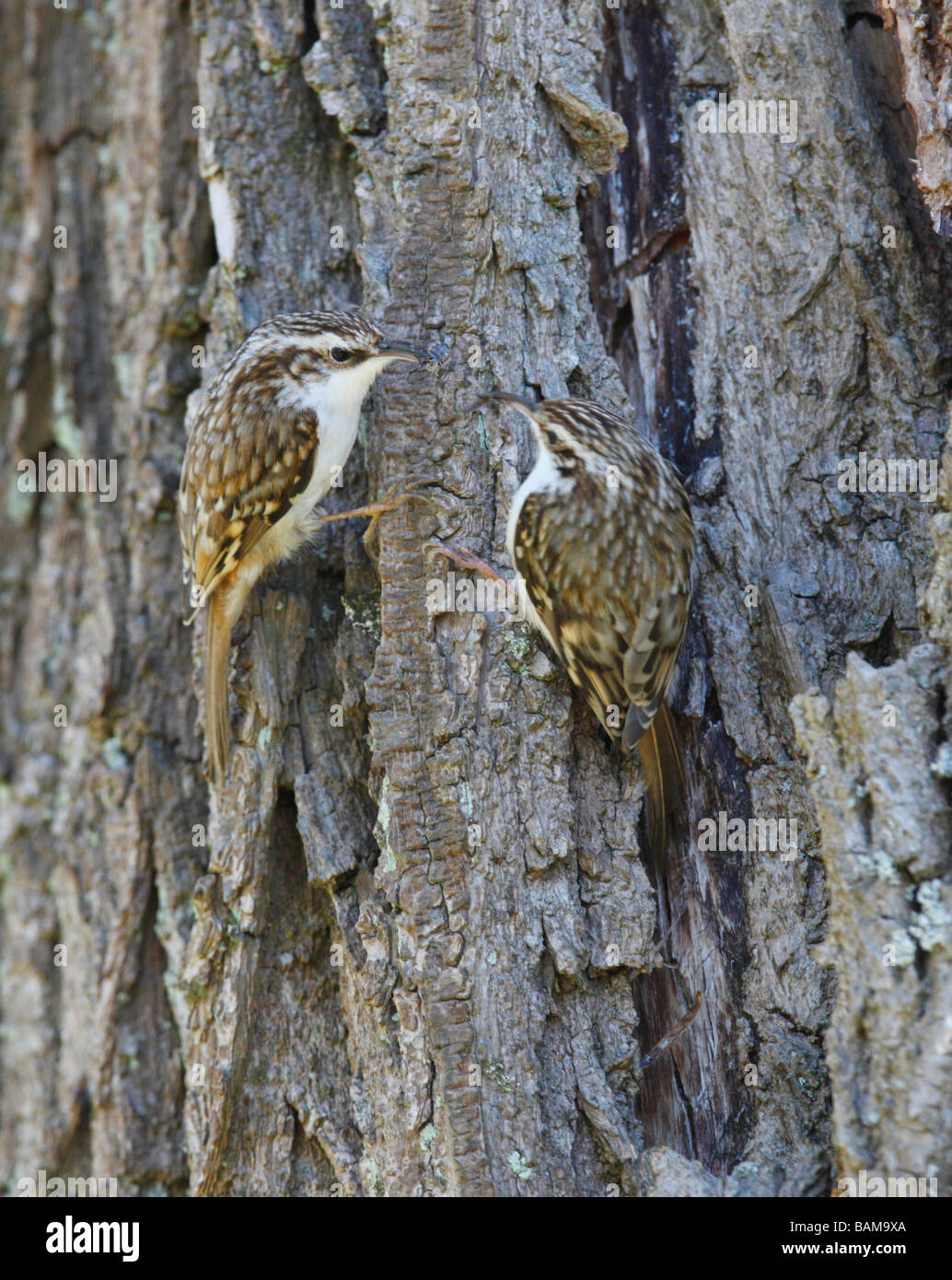 Creeper bird creepers birds hires stock photography and images Alamy