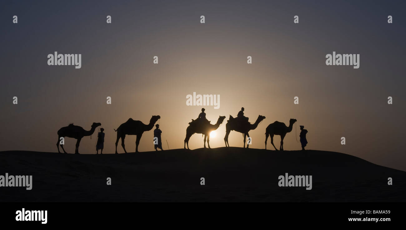 Camels at sunset in the Thar desert Rajasthan India Stock Photo