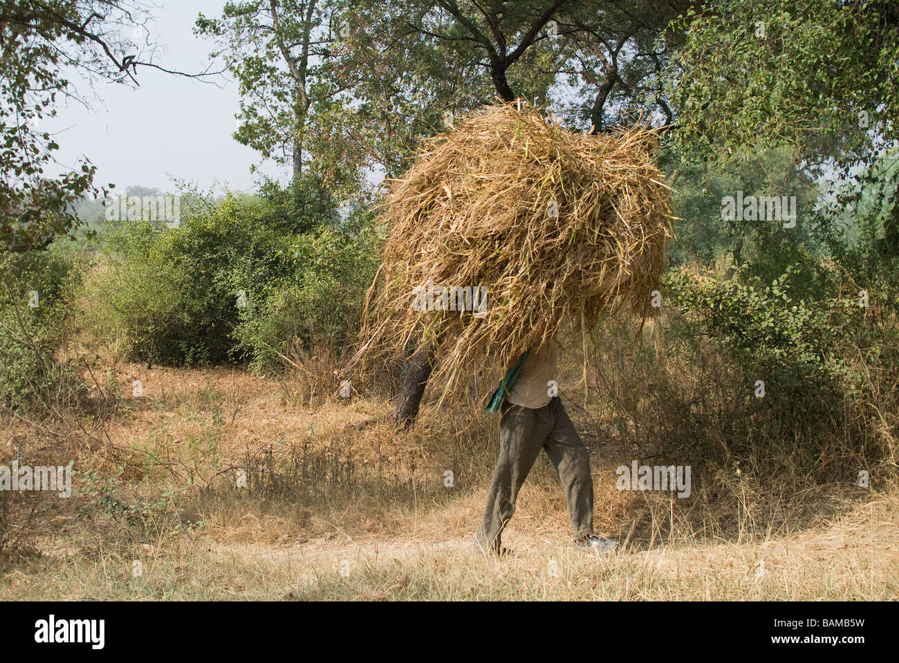 Indian man carrying hay Keoladeo Ghana National Park Bharatpur Stock Photo