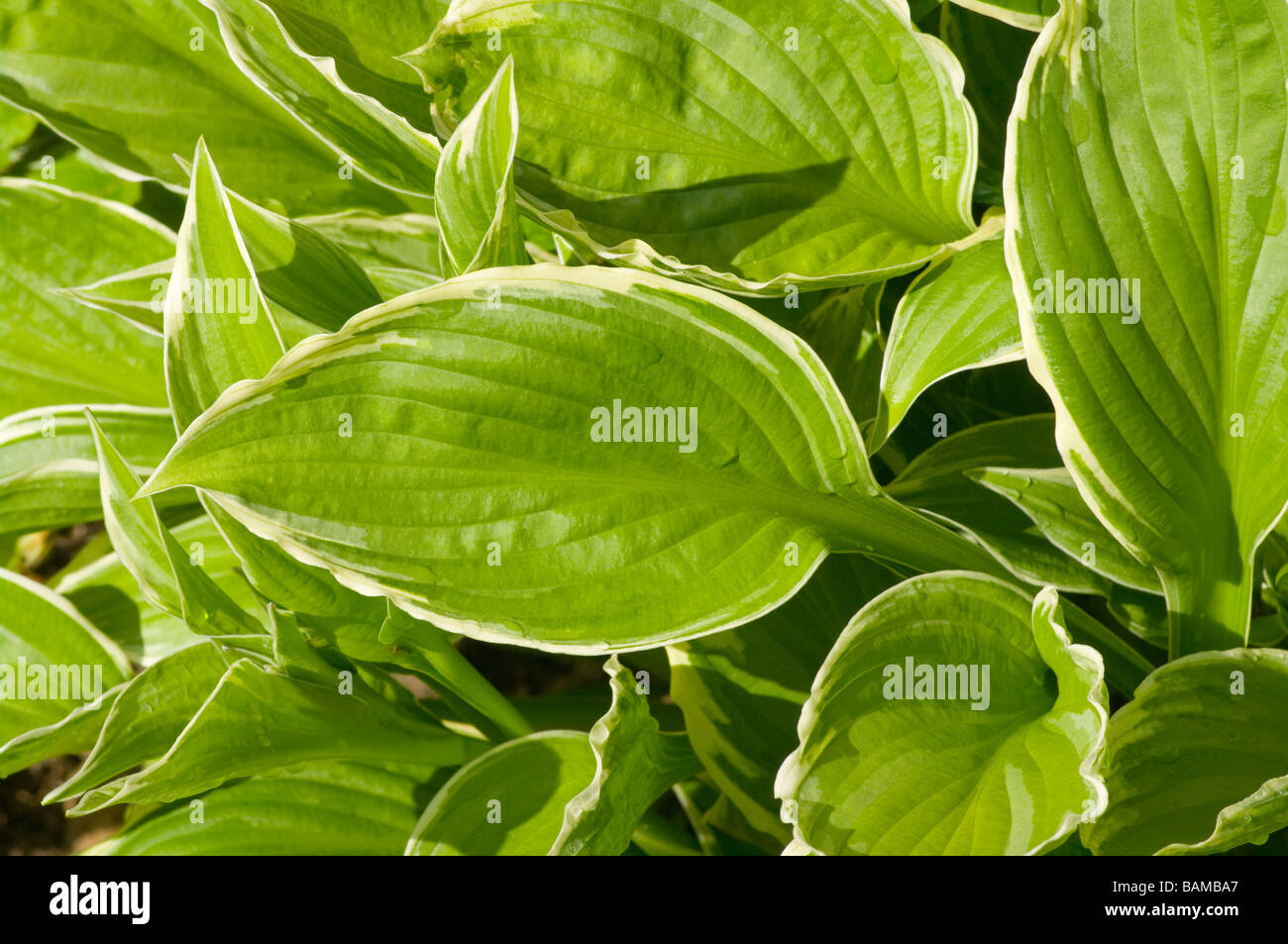 Foliage of a Plantain Lily Hosta Lilies hostas Stock Photo