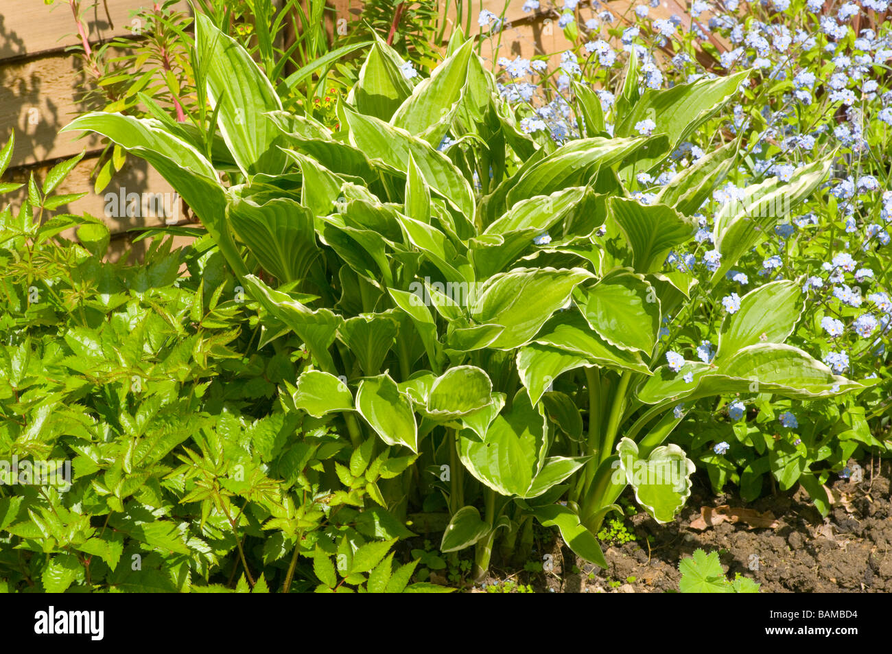 Plantain Lily Lilies Hosta Perennial Lilies hostas Stock Photo