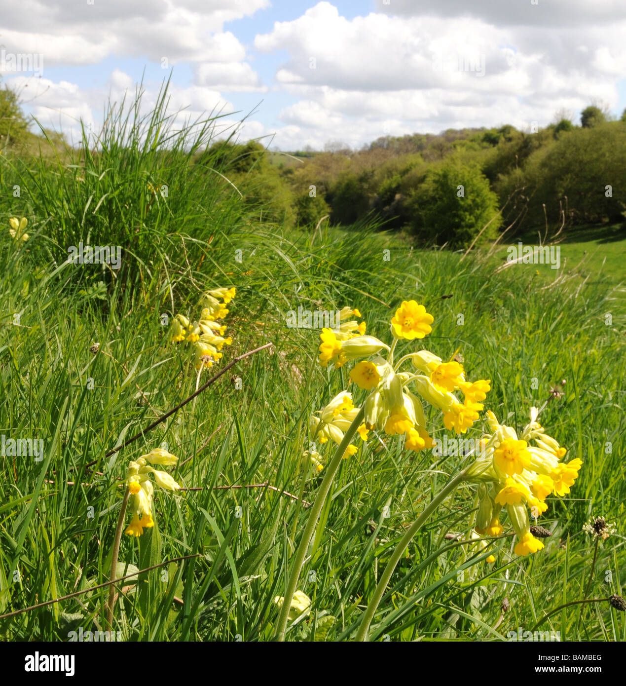 Cowslips in Gloucestershire,Springtime Stock Photo