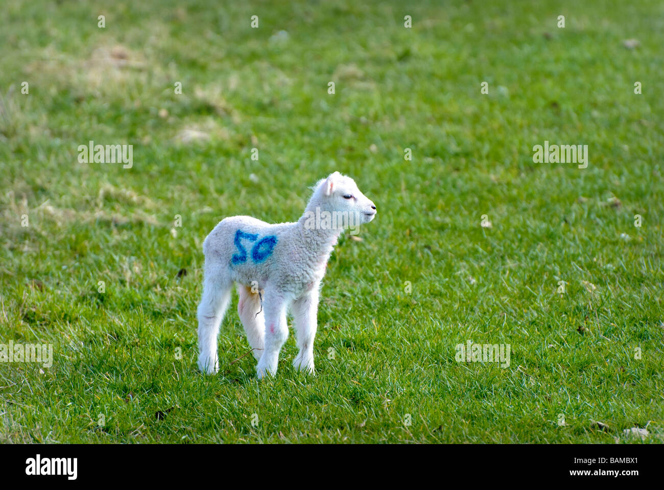 new born lamb in field Stock Photo - Alamy