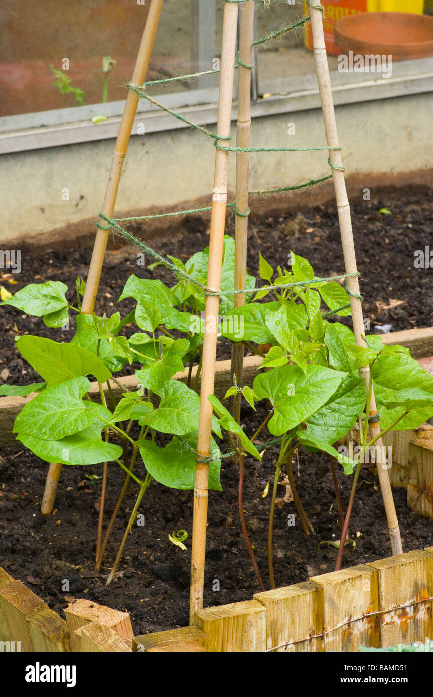 Runner Bean Beans Plants Growing On a Cane Trellis Stock Photo