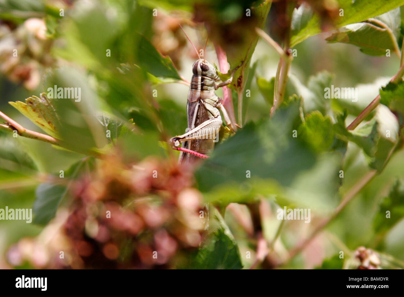 A grasshopper feeding on a tree leaf Stock Photo