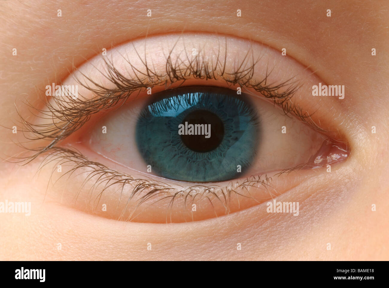 Parts of the eye hi-res stock photography and images - Alamy
