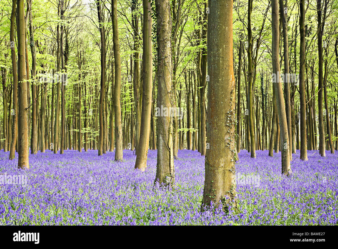 Angmering bluebell woods in April, West Sussex, UK Stock Photo