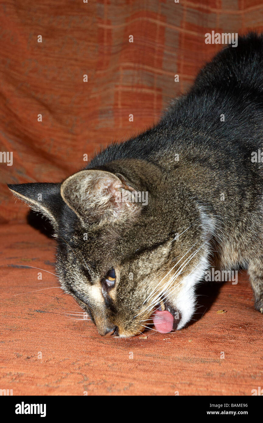An old cat eating on a cushion Stock Photo Alamy