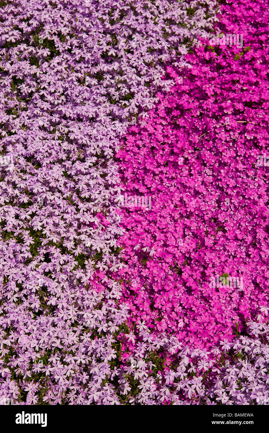 ARLINGTON VIRGINIA USA flowers Stock Photo Alamy