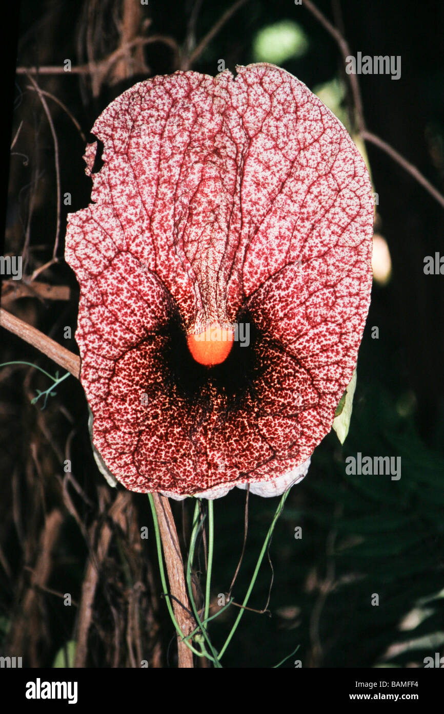Kenya lake naivasha flowering Wild Orchid Stock Photo