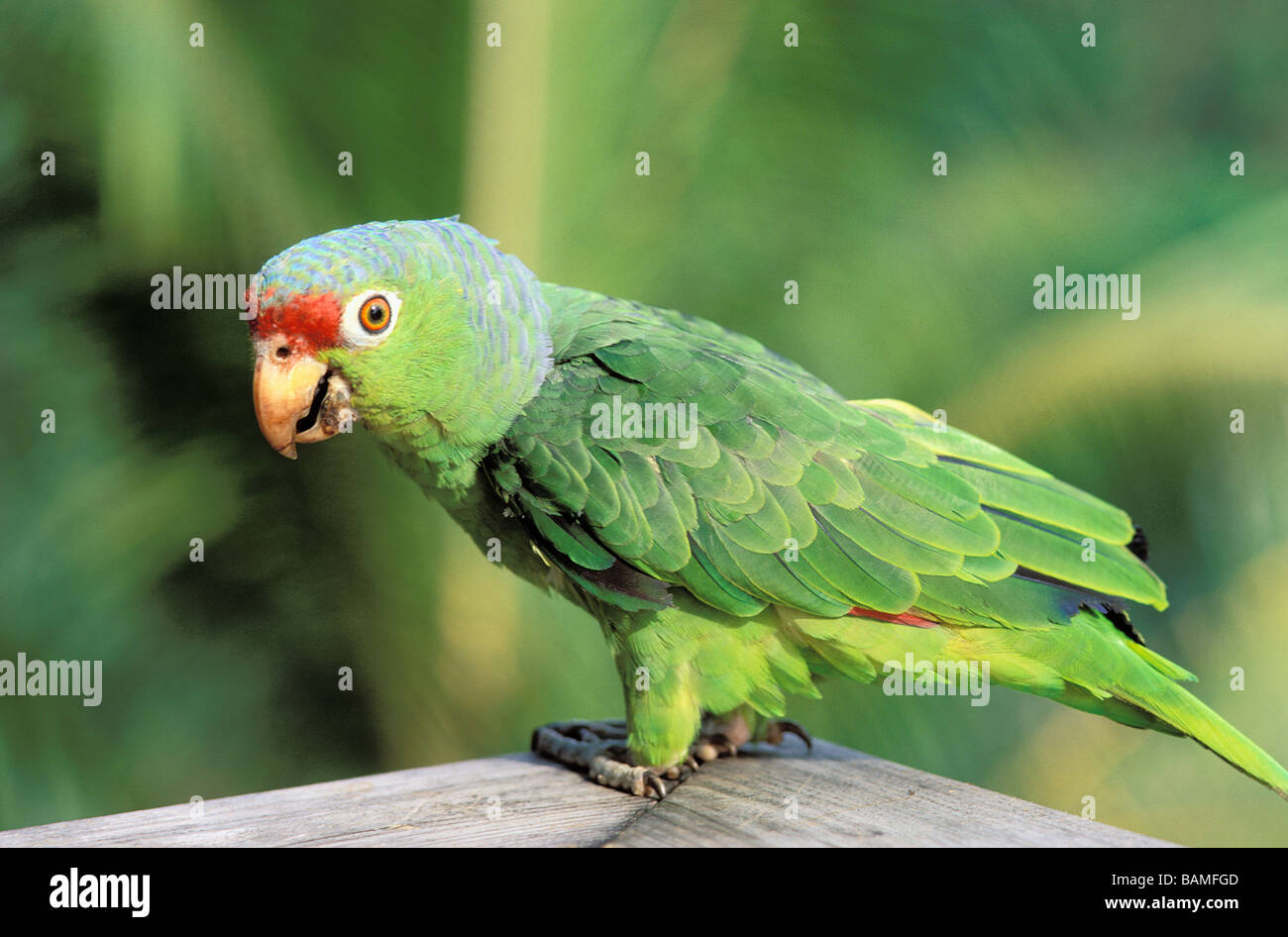Panama, parakeet Stock Photo