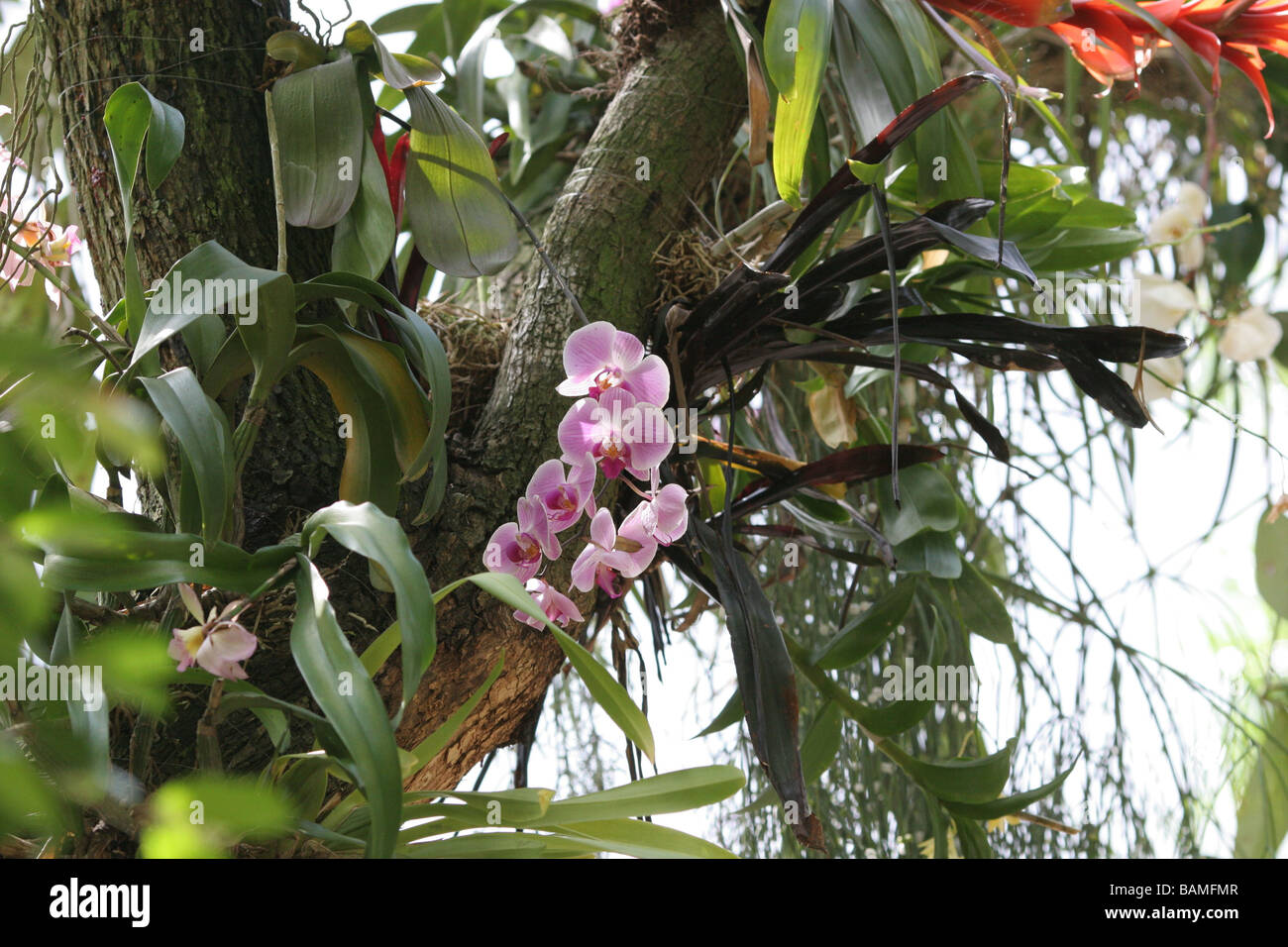 orchids and bromeliads growing in the trees Stock Photo
