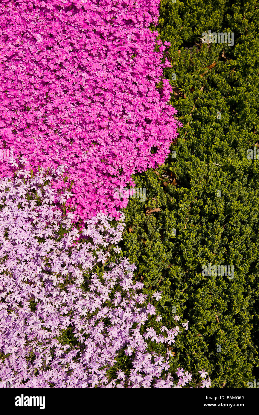 ARLINGTON VIRGINIA USA flowers Stock Photo Alamy