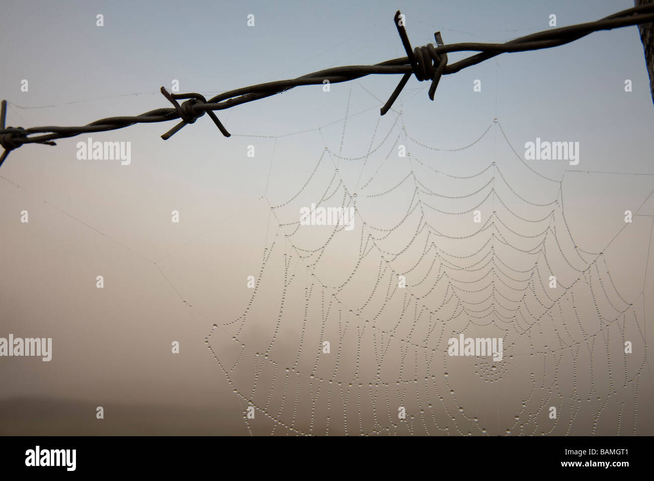 A spiders web covered in morning dew Stock Photo