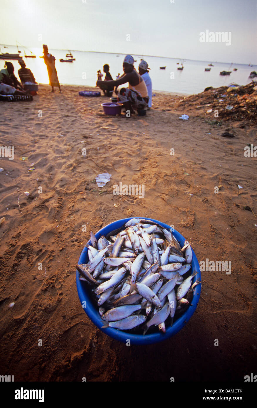 Catch of Sardines Maputo Mozambique  Stock Photo