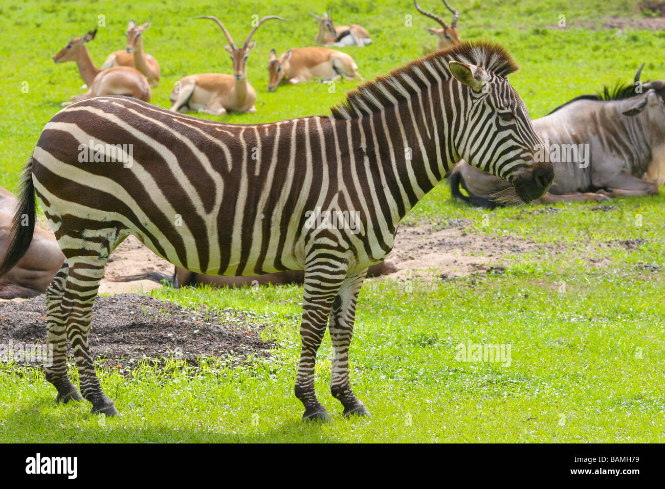 zebra with other animals in the background Stock Photo