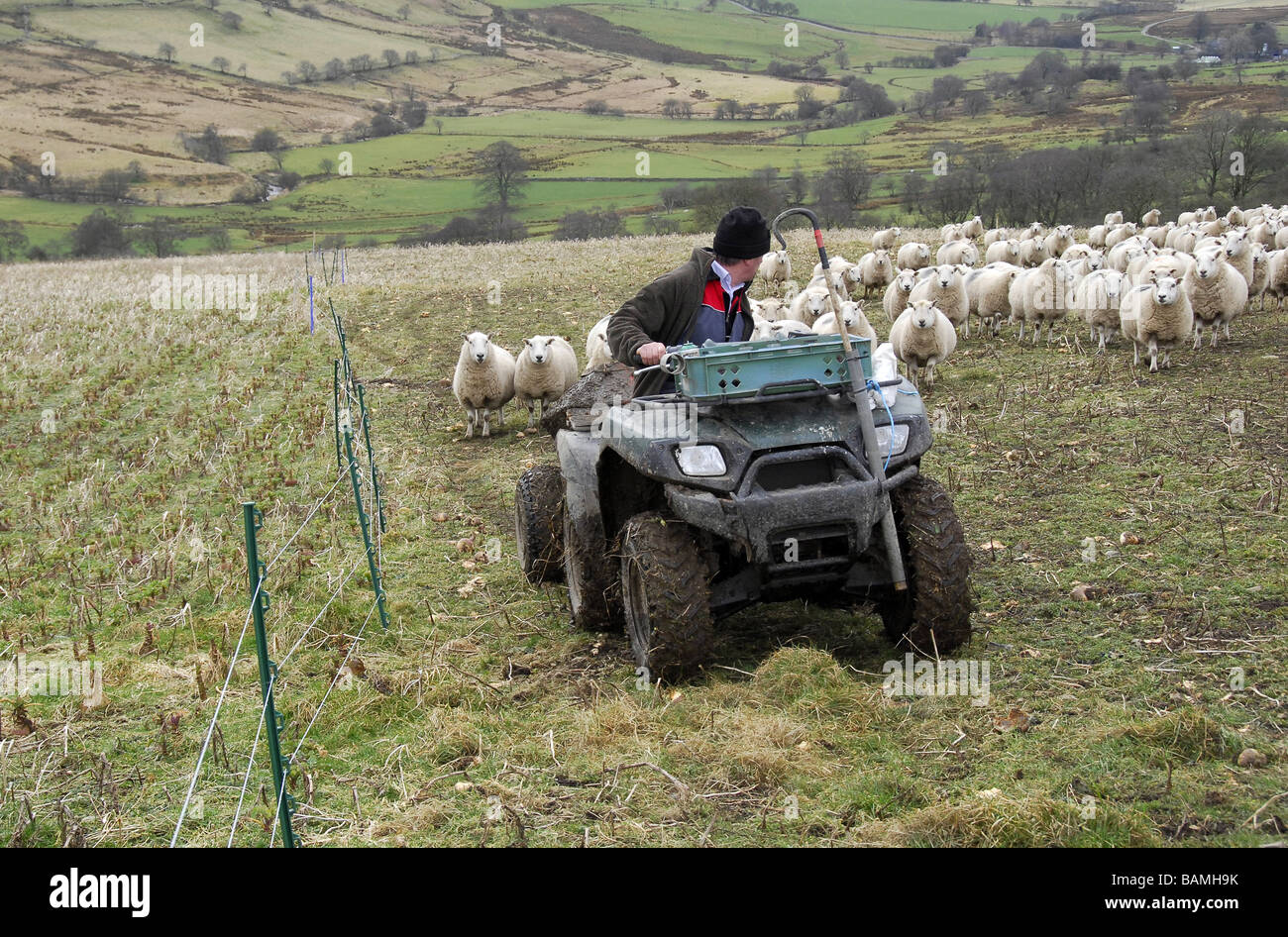 Farmer shepherding a flock of sheep across a bisected grazing field from a quad bike on a hill farm Stock Photo