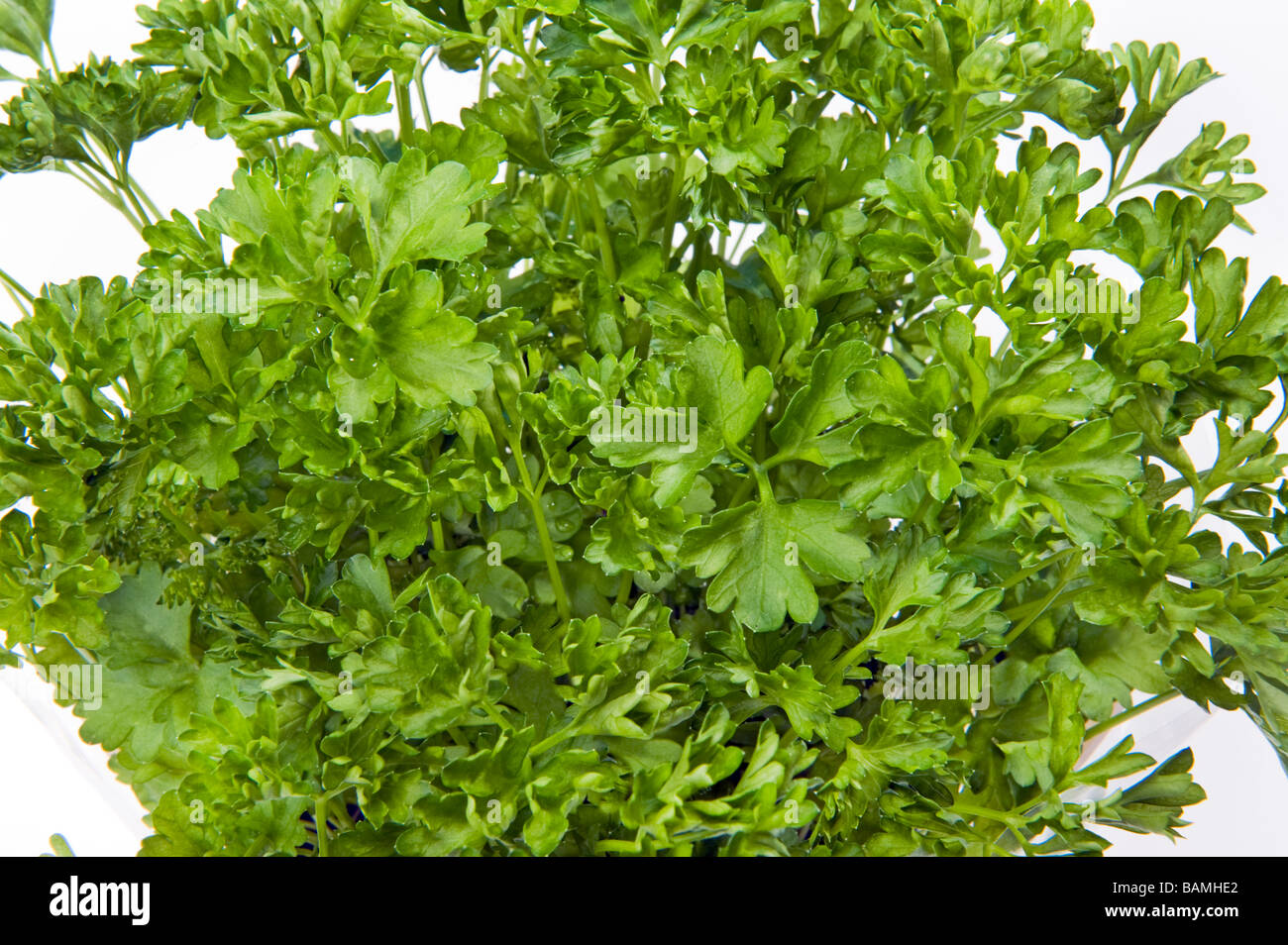 PARSLEY herb green fresh on white spice spicy pot green cut out object