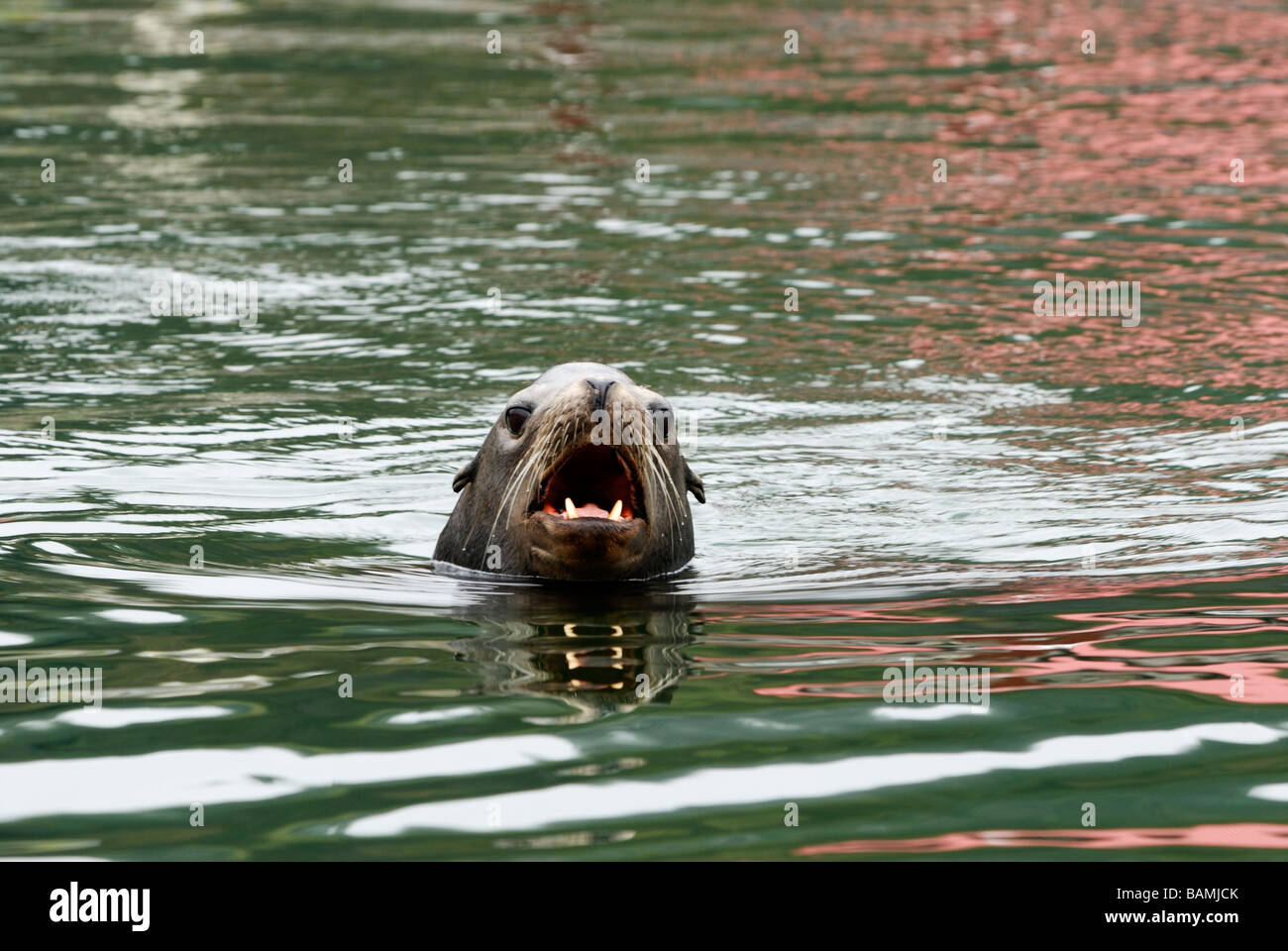 A California sea lion, Zalophus californus, angry and roaring. Oregon, USA. Stock Photo
