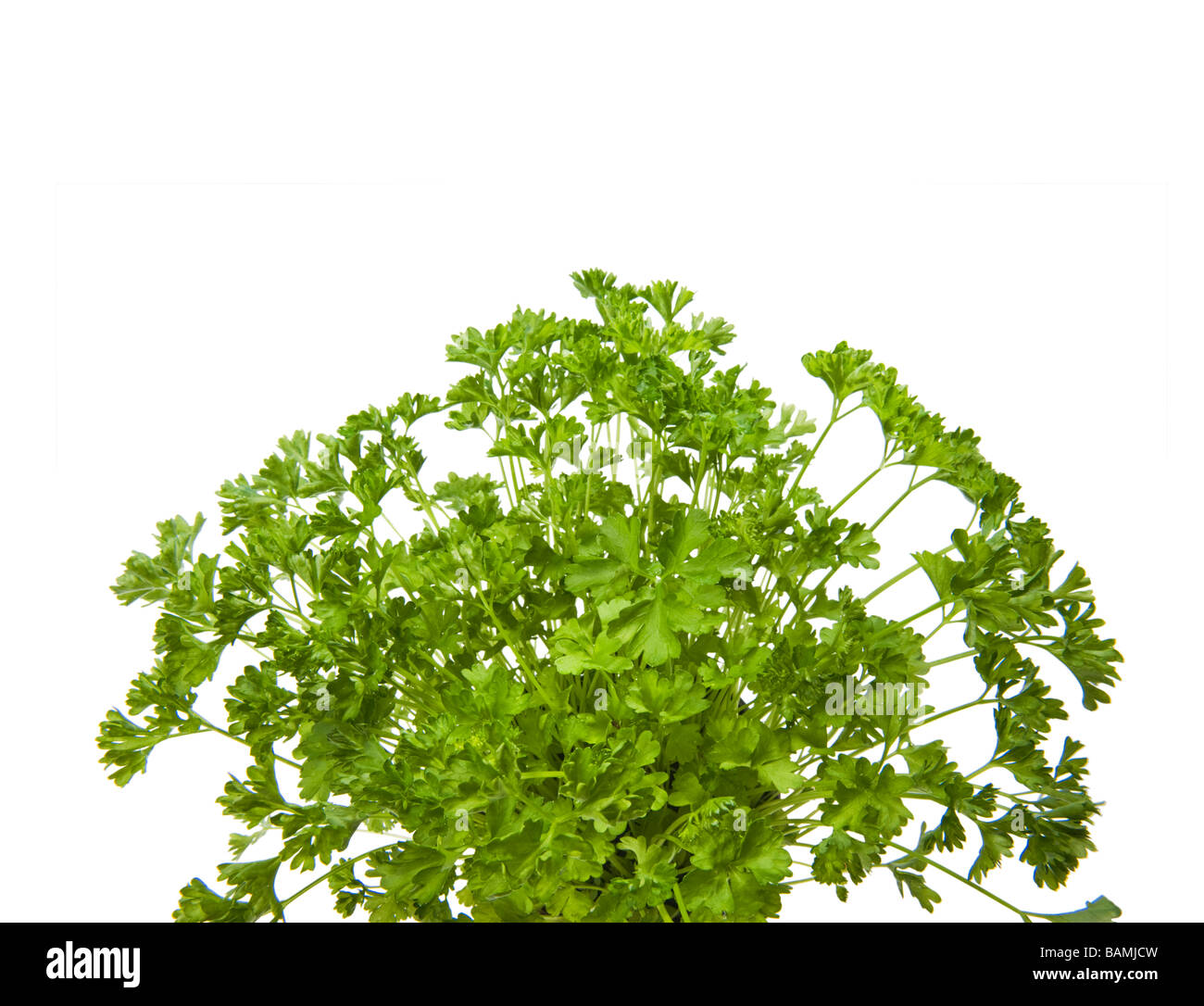 PARSLEY herb green fresh on white spice spicy pot green cut out object