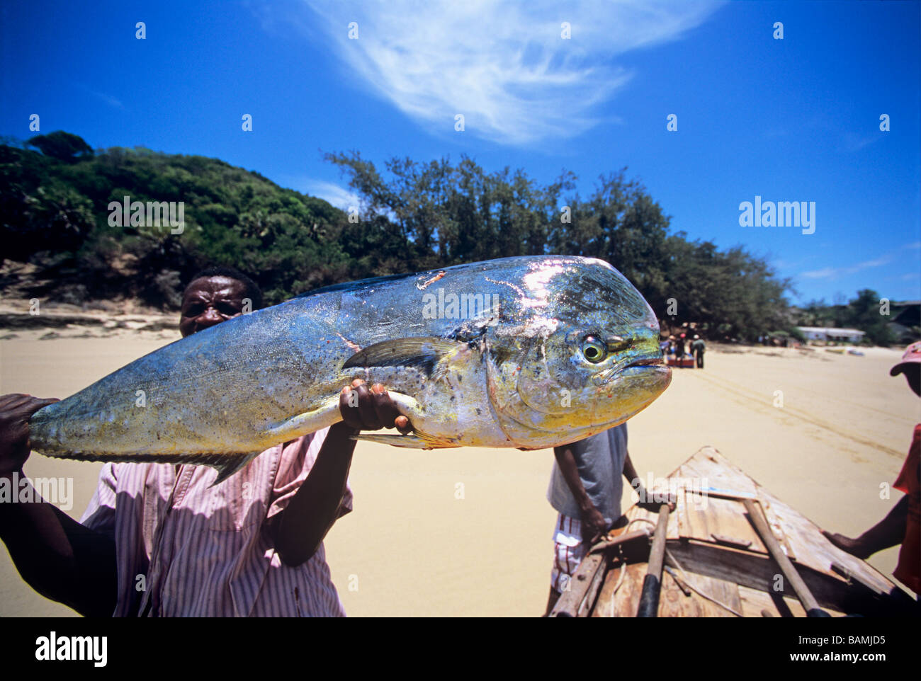 Fisherman holds Dolphin fish Dorado Coryphaena hippurus caught with rod and reel Tofo Mozambique  Stock Photo