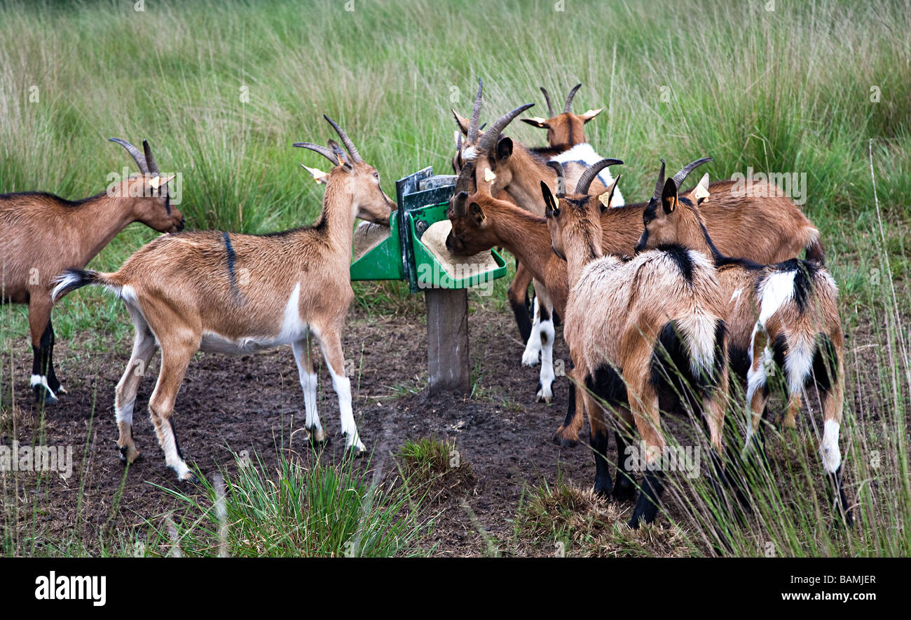 Goats at salt lick Kalmthoutse Heide nature reserve Kalmthout Belgium Stock Photo