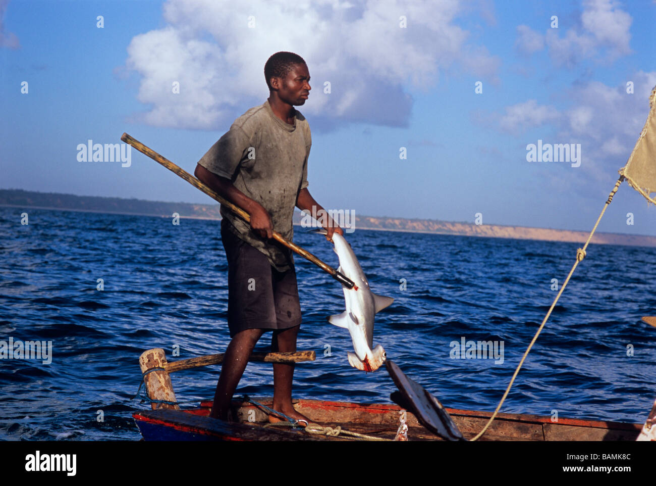 Fisherman gaffs Juvenile Hammerhead Shark caught on hand line Inhassoro