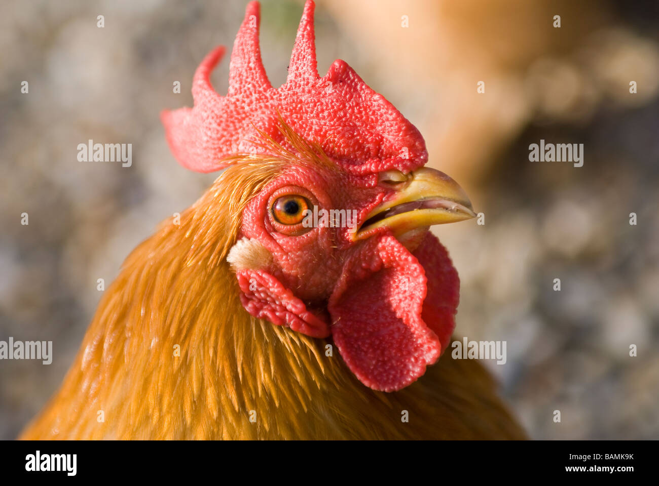 Close up of the head of a cockerel showing red comb and wattles Stock Photo