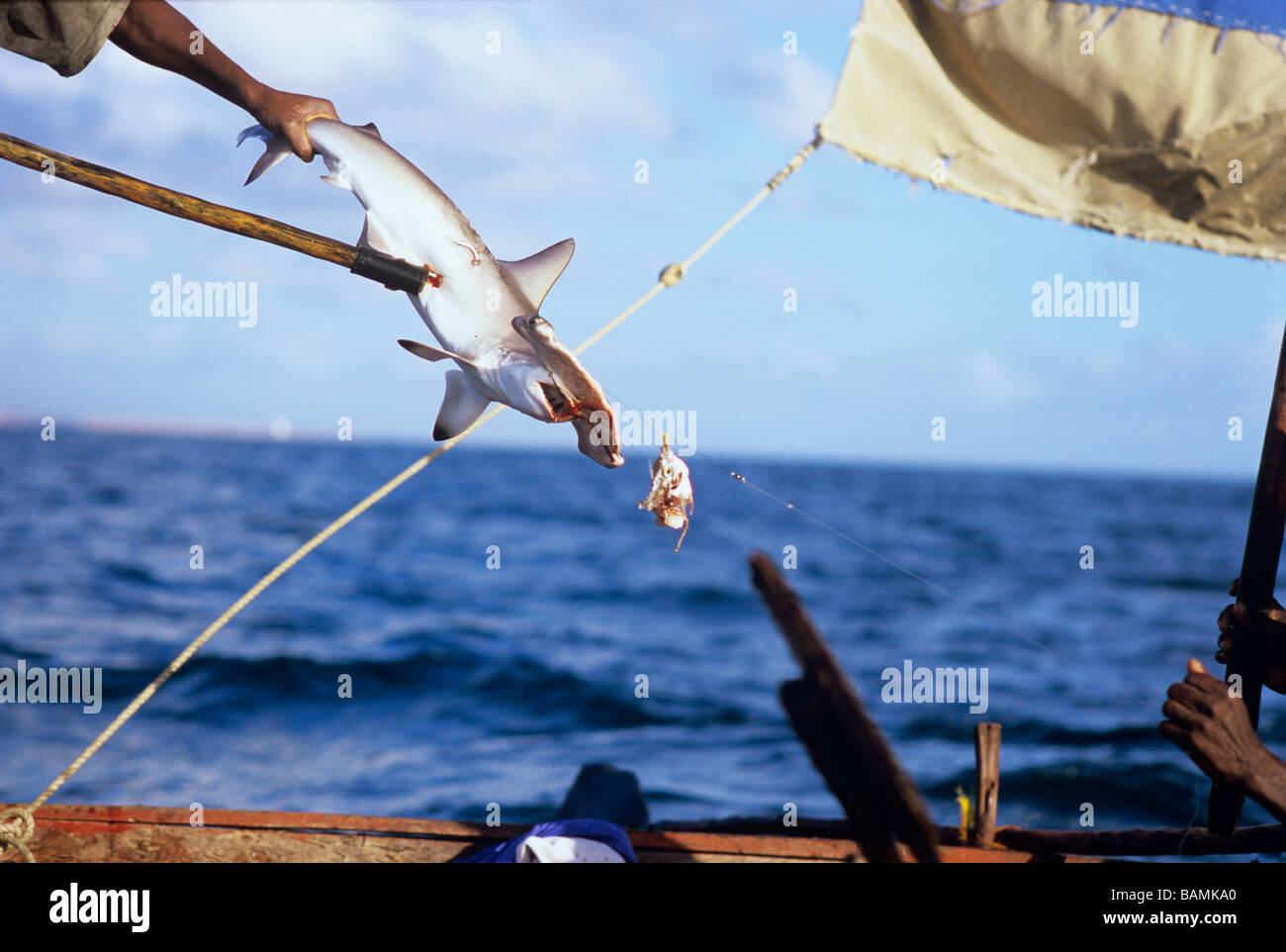 Fisherman gaffs Juvenile Hammerhead Shark caught on hand line Inhassoro