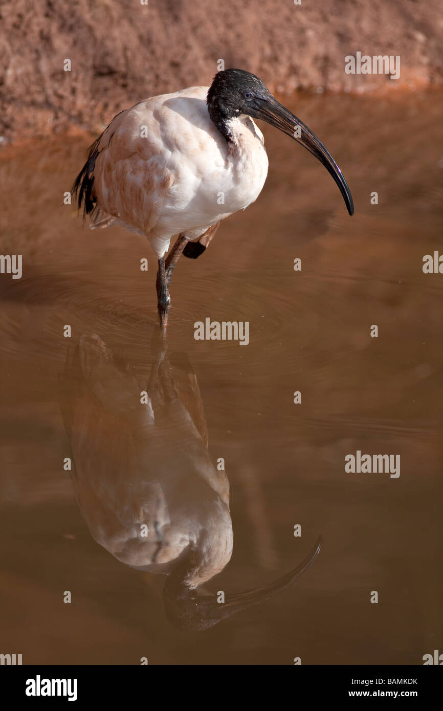 Australian Ibis Threskiornis molucca Stock Photo