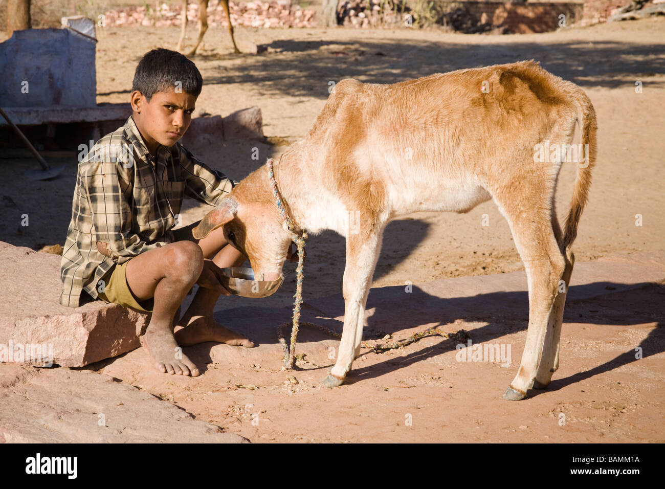 Young boy feeding a young calf on a farm near Osian, Rajasthan, India Stock Photo