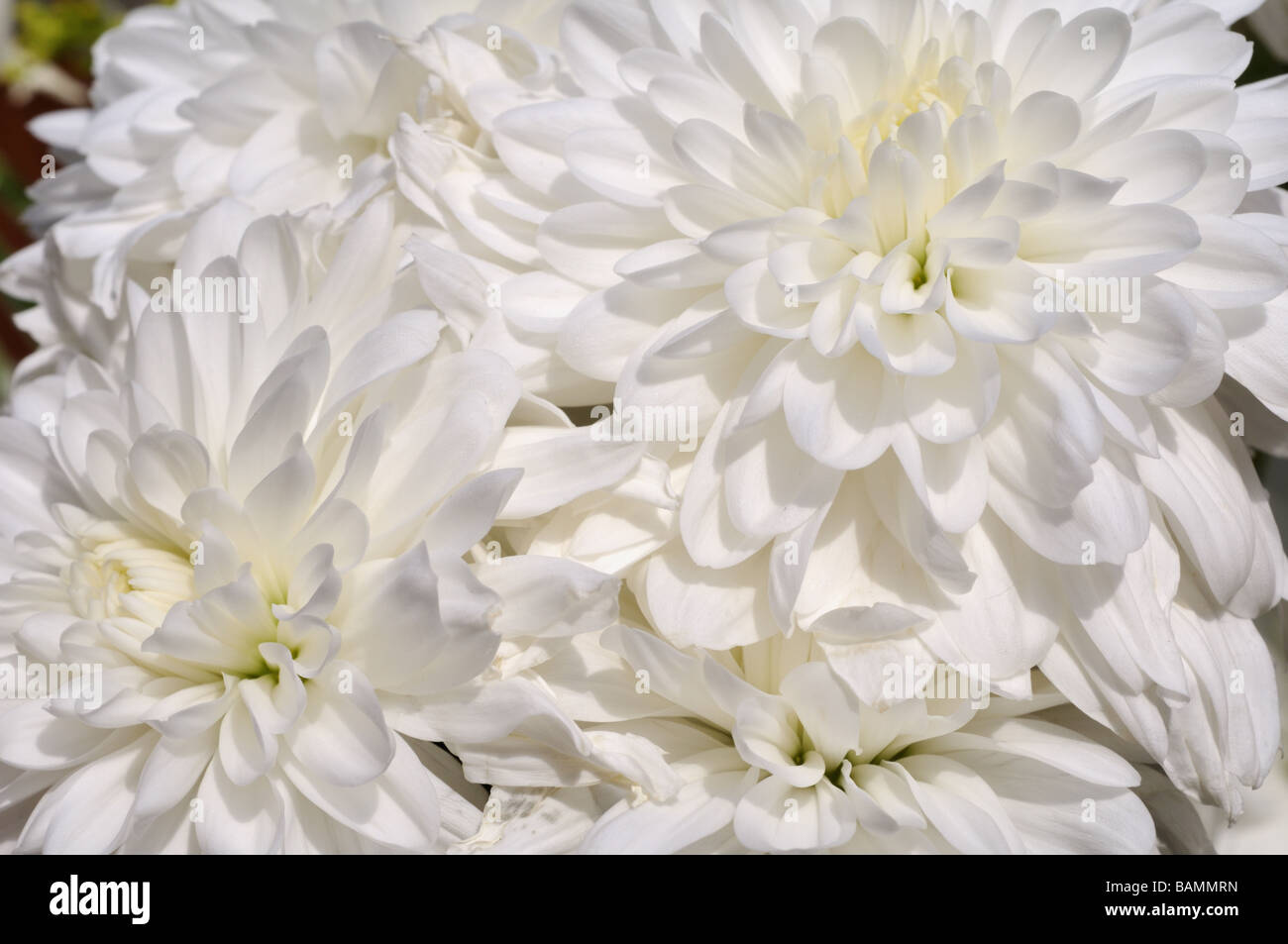 Close up white chrysanthemum hi-res stock photography and images - Alamy
