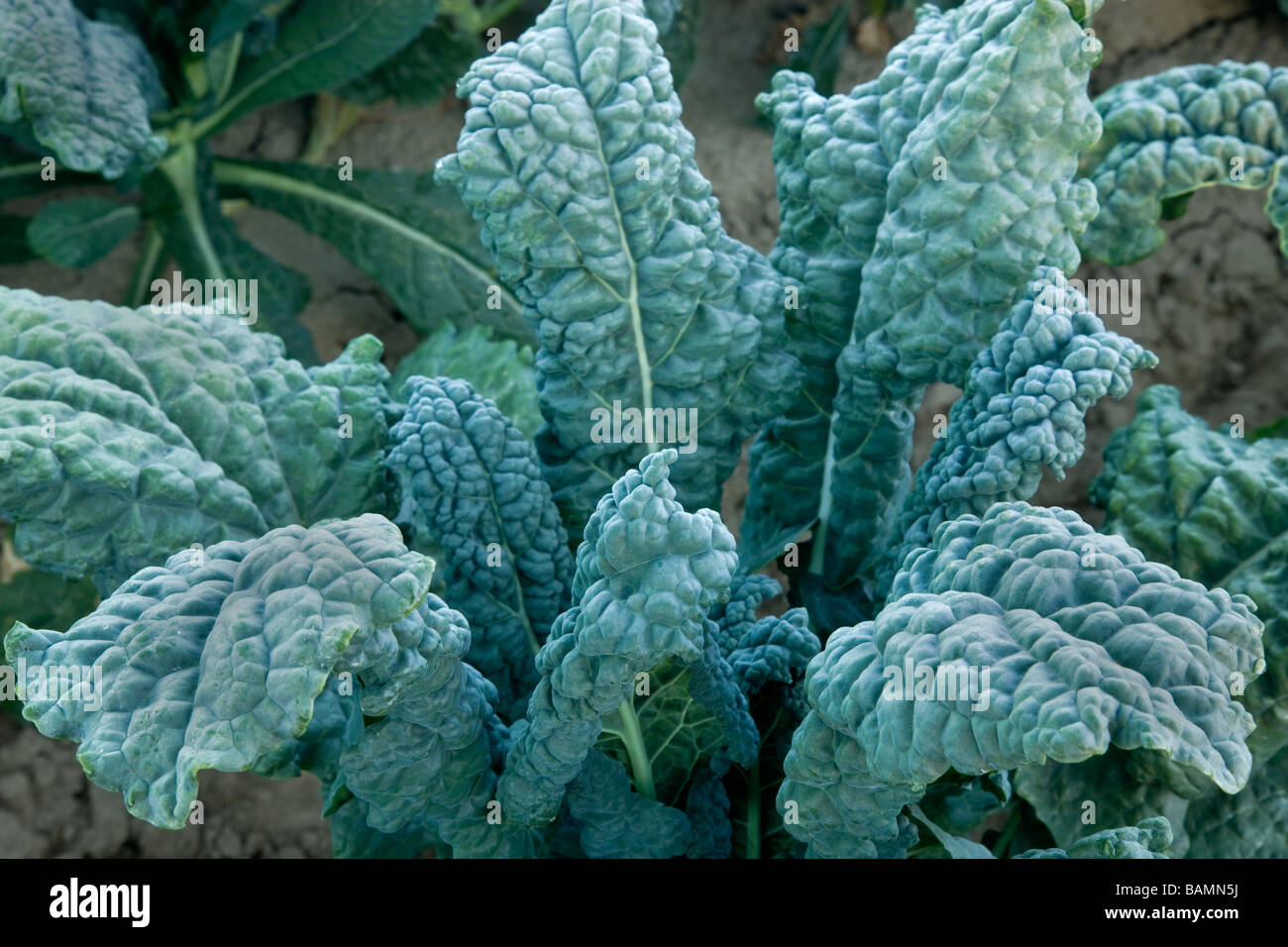 Italian Kale, organic vegetable. Stock Photo