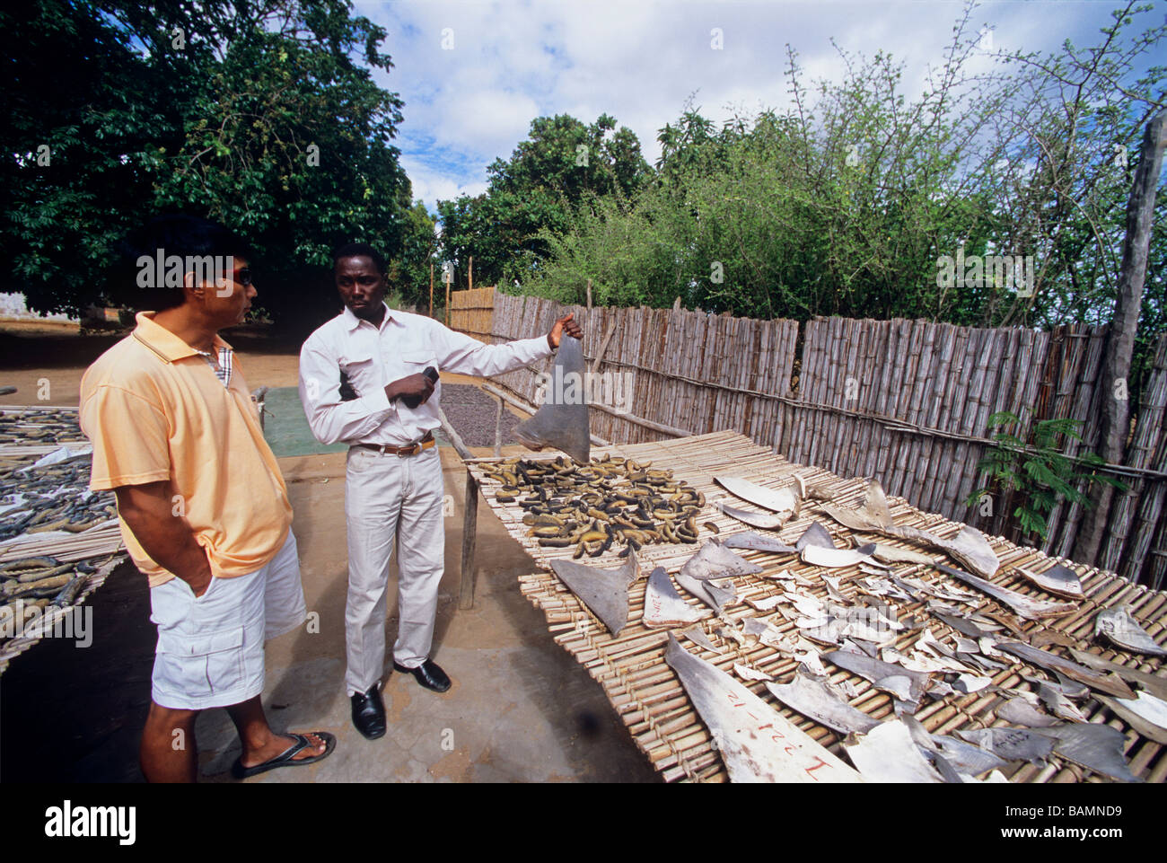 Chinese shark fin sea cucumber dealer with Mozambique buyer Inhambane